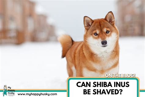 can you use shiba inu.